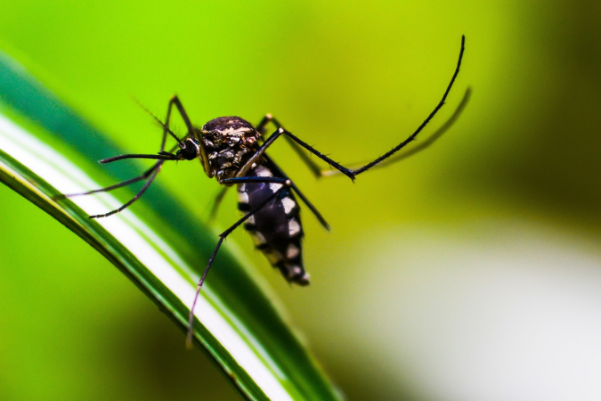 Rio de Janeiro já tem mais de 300 mil casos de dengue em 2024