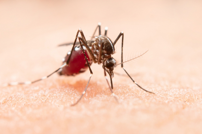 Brasil registra quase 6 mil mortes por dengue em 2024