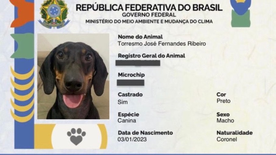 3 dicas para oferecer petiscos aos animais de estimao