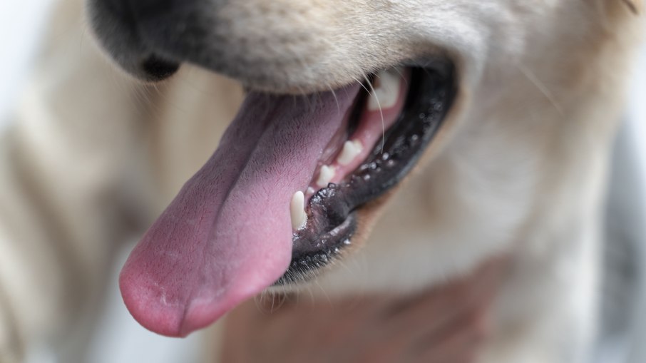 Trtaro em pets: quando a limpeza com anestesia  indispensvel?